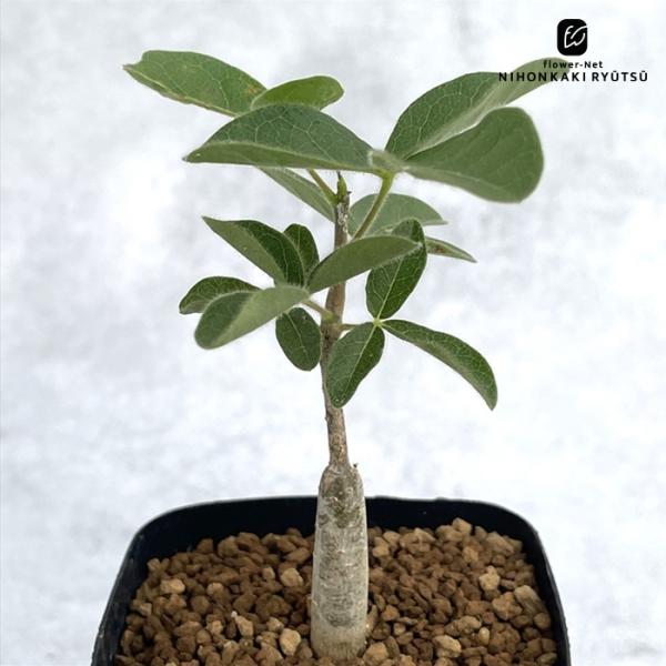 flower-net_z250902001