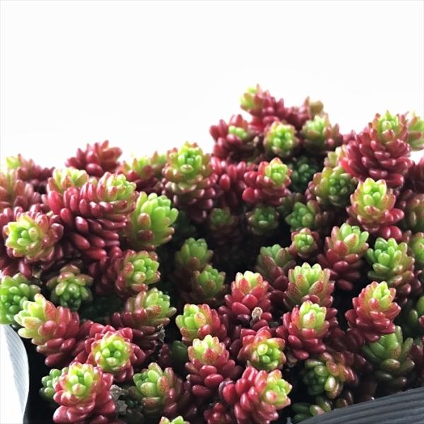 日本花キ流通 多肉植物 seセダム モリムラマンネングサ 7.5cmポット