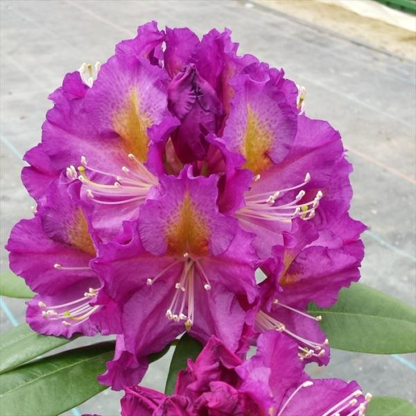 日本花キ流通 予約販売 シャクナゲ パープルマジック 5号鉢 開花予定株