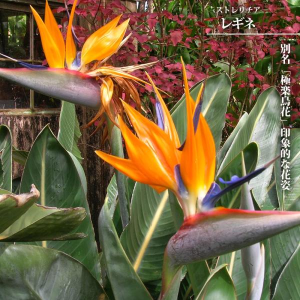 ストレリチア（ストレチア） レギネ 7号黒鉢植え : 苗木部 花ひろば