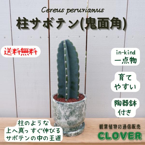 ina-clover_sabotenn69