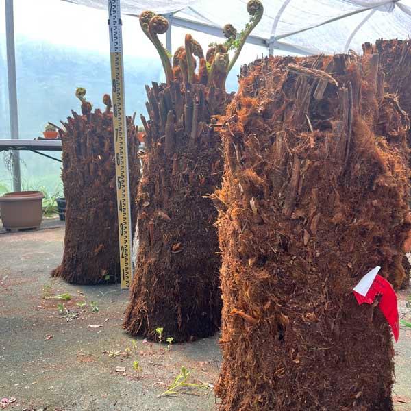 ディクソニア・アンタルクティカ ヘゴシダ ベアルート 観葉植物 お祝