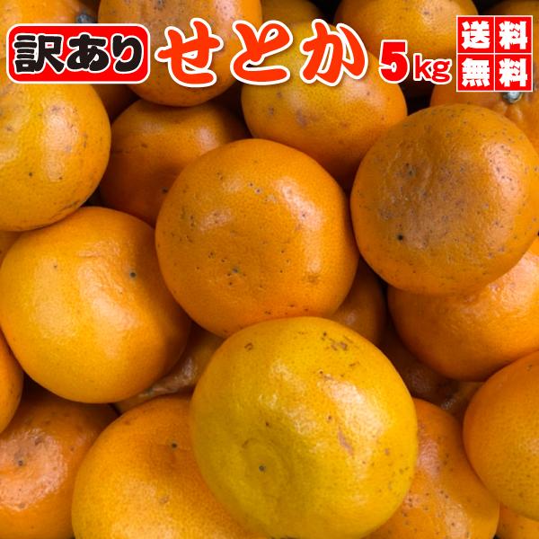 せとか みかん TVで話題！トロトロ みかん たっぷり5kg☆訳あり家庭用