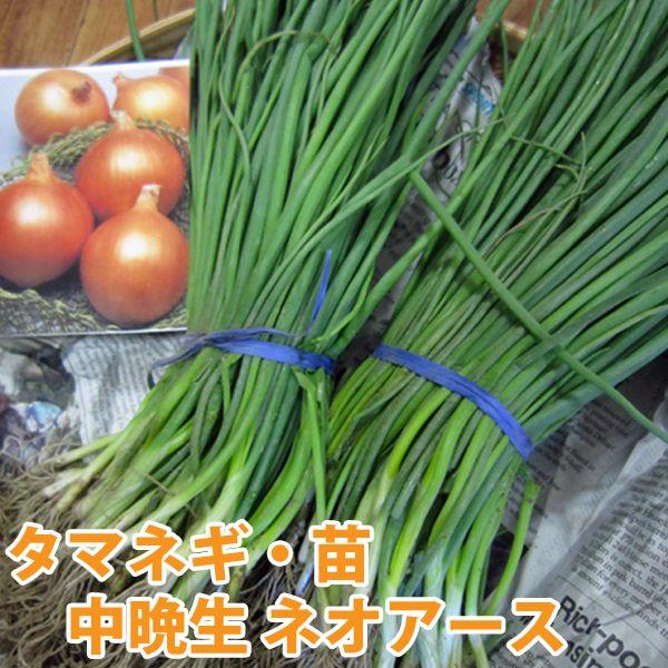 野菜の苗 中晩生 ネオアース・タマネギ 玉葱苗 玉ねぎ 約100本 【11月
