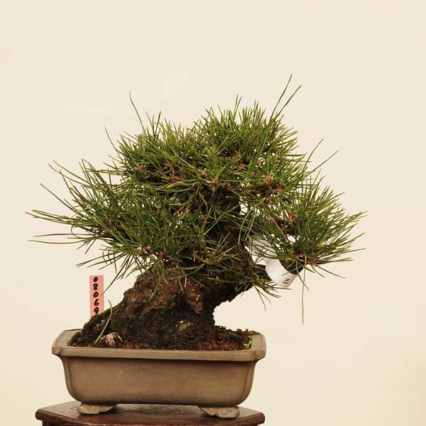 盆栽 特選：三河黒松* 現品 くろまつ クロマツ Kuromatsu bonsai 小品