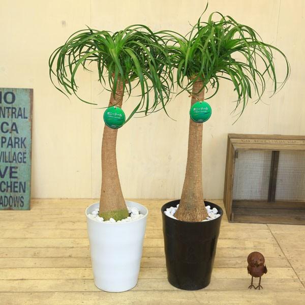 観葉植物：ボーカルニア ノリナ(トックリラン)*鉢色選べる 現品 : 遊恵