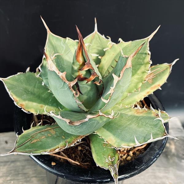 多肉植物：アガベ チタノタ錦 黄覆輪*幅16cm 現品！一品限り ※葉に