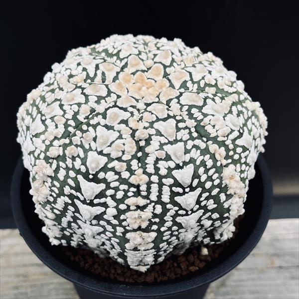 ☆特価☆サボテン：アストロフィツム スーパーアロー兜丸 ツギ*幅