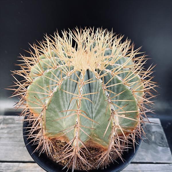 サボテン：フェロカクタス 王冠竜*幅16cm 現品！一品限り : 遊恵盆栽