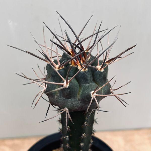 サボテン：ギムノカリキウム 守金魔天竜 ツギ*幅5cm 現品！一品限り