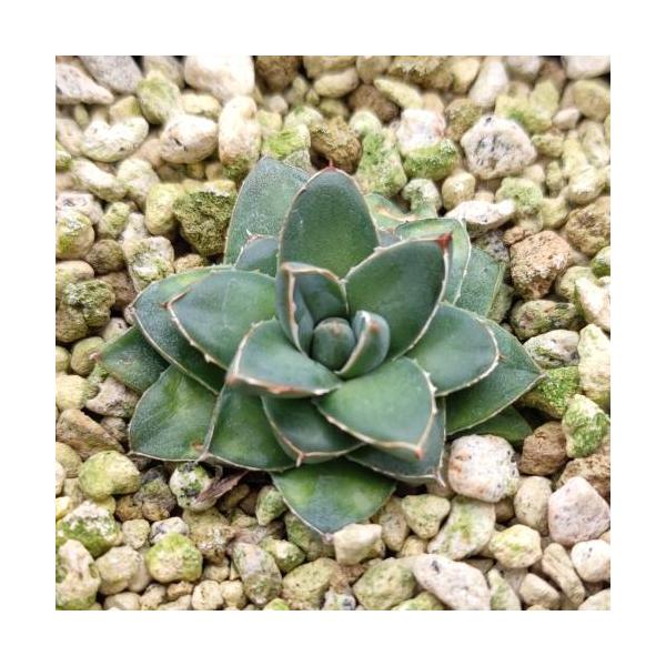 yamashichi_ya00004061