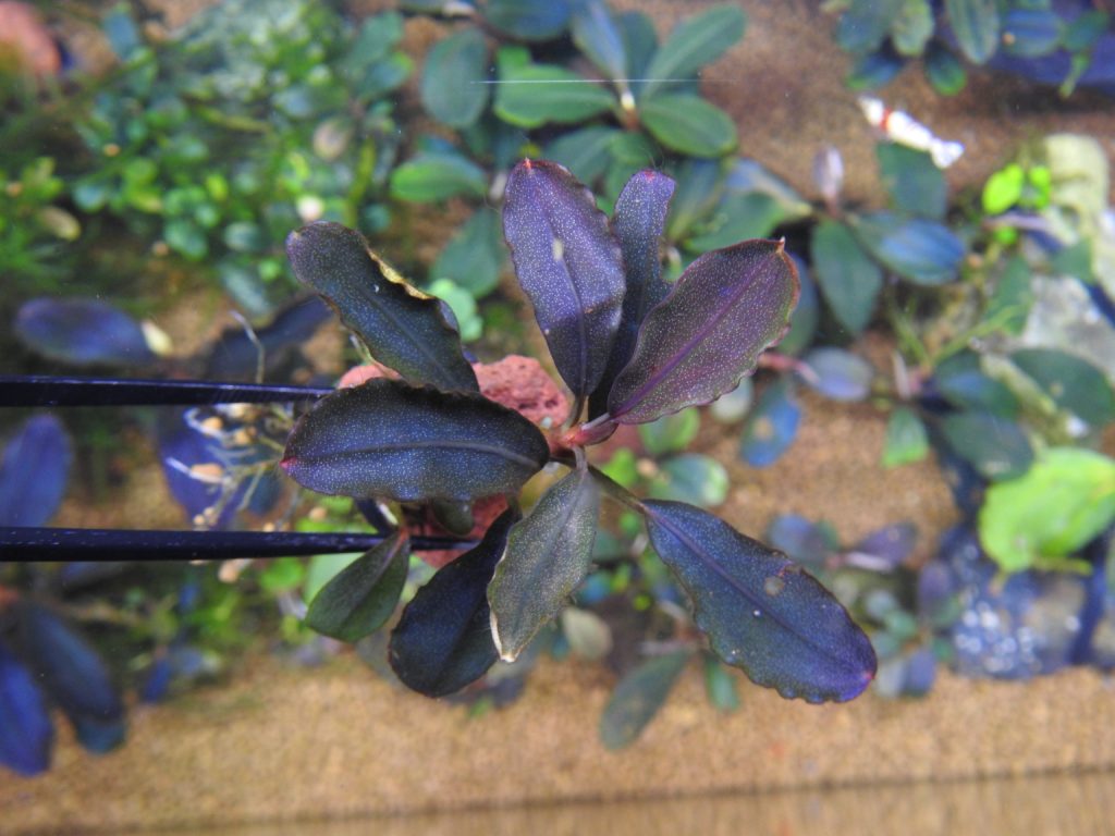 ブセファランドラsp.ブラウニー ネオ 2015❣️ Bucephalandra sp