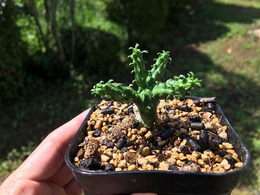 タコモノユーフォルビアの品種・種類一覧｜Medusoid Euphorbia 24種