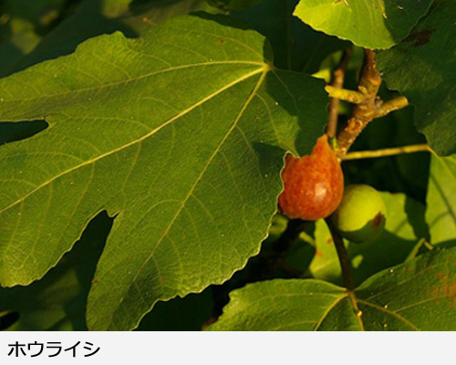 イチジク 蓬莱柿(ホウライシ)新苗[一年生苗] - 果樹苗・大苗・苗木販売