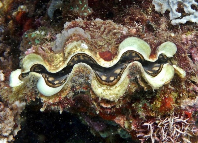 ヒレジャコガイ | 貝の図鑑