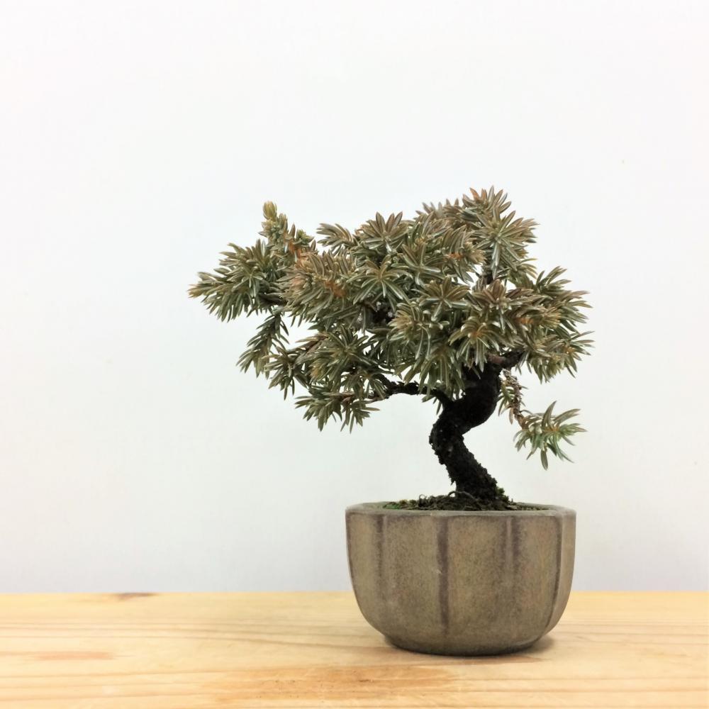 盆栽 紫杜松/盆栽、多肉植物、塊根植物、観葉植物通販/KIDORI -キドリ-