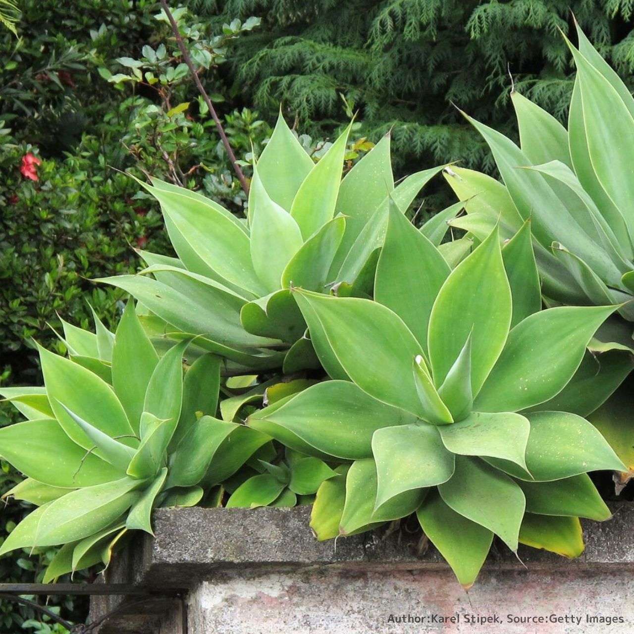 アガベ・アテナータ (フォックステール) – 取り扱い植物の説明と育て方