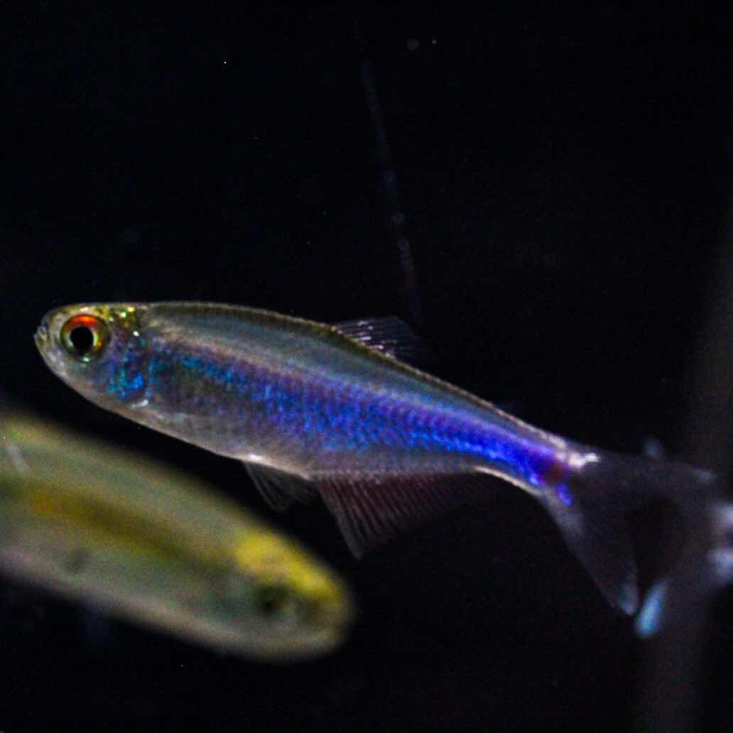 アクアテイク‐E ブログ: 2025.1.24(金)入荷情報