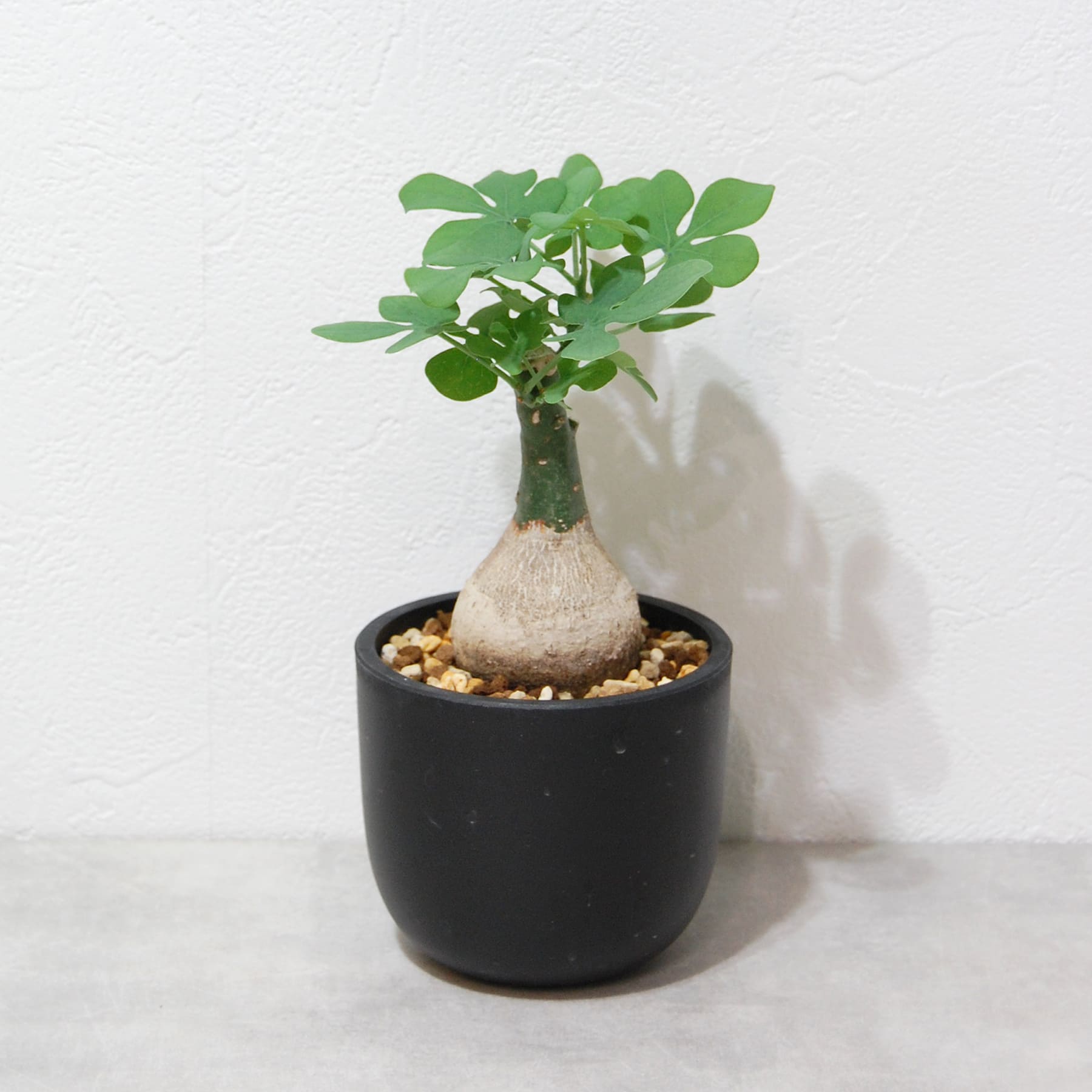 アデニア グラウカ（幻蝶かずら）042 – linkplants -リンクプランツ-