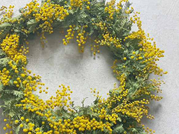 新品 未使用 ミモザリース ドライフラワー リース 【ご予約スタート