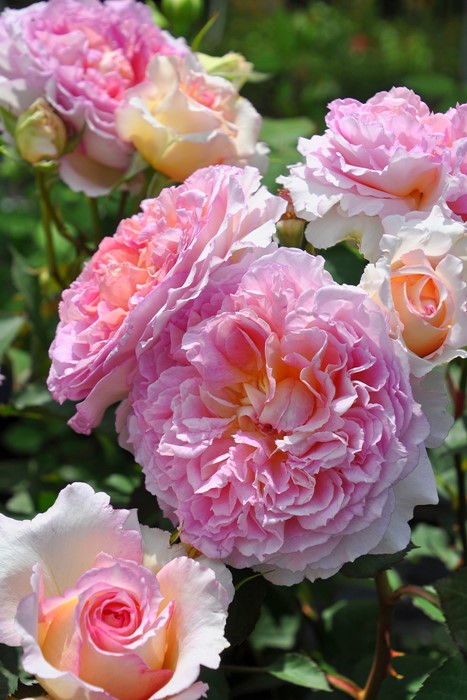 バラ苗【中苗】トロイメライ 国産苗 6号鉢植え品［農林水産省 登録品種