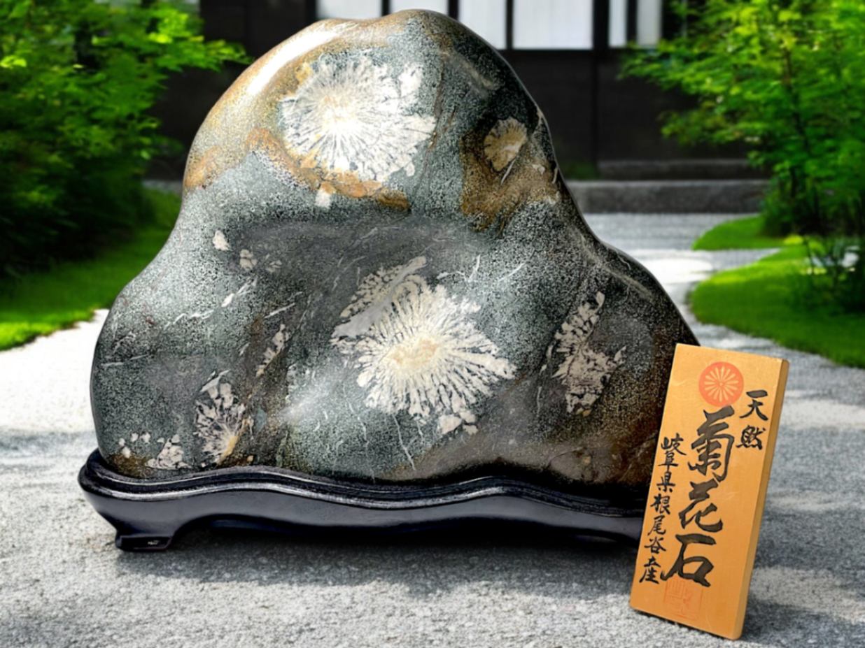 岐阜県根尾谷産 大型 天然 菊花石 (木製台座付き)