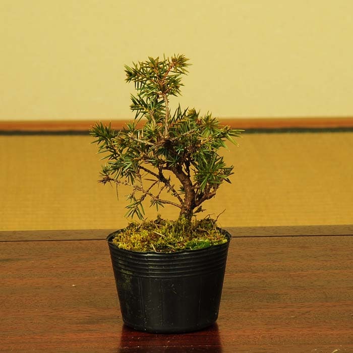 苗：八房杜松 やつふさとしょう ヤツフサトショウ | 盆栽素材,苗(松柏