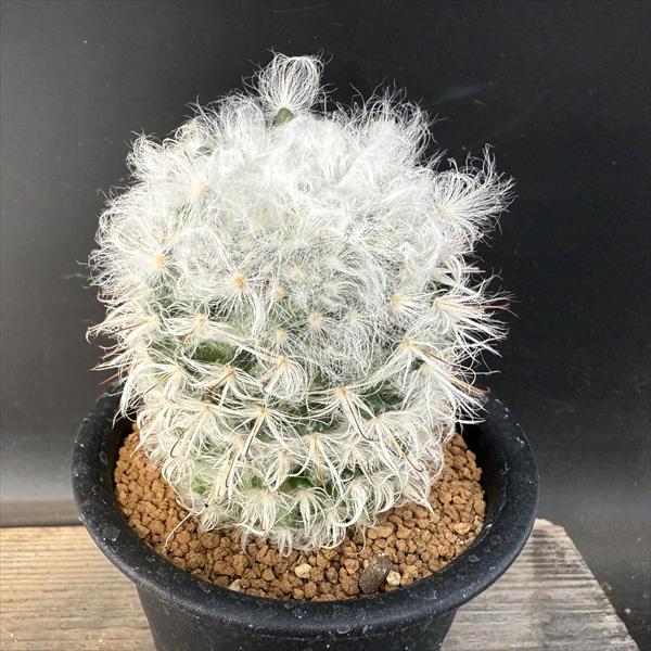 サボテン：マミラリア 高砂 実生*幅6.5cm | サボテン＆多肉植物