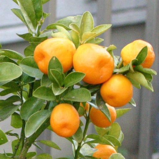 キンカン 「大実金柑」 （おおみきんかん） 接木苗 5号ポット苗木