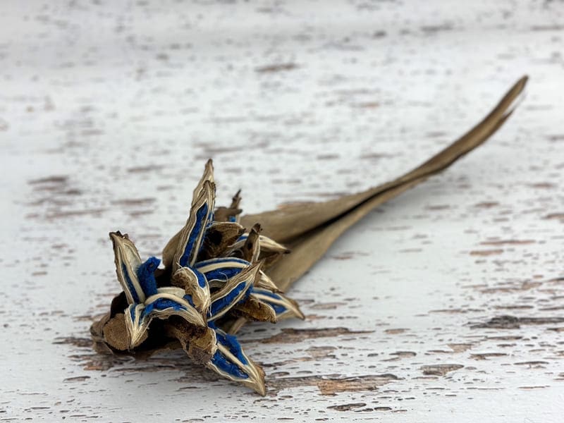 希少 旅人の木 タビビトノキ タネ 種 Mサイズ 苗 園芸 花 通販 greenery