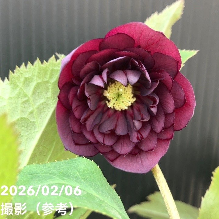 一点物】加藤農園 中間色系多弁クリスマスローズ アンティーク