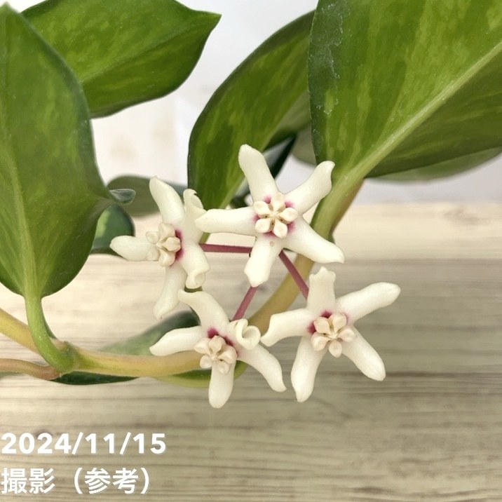 現品お届け】ホヤ オーストラリス 3.5号（1）｜観葉10-TU