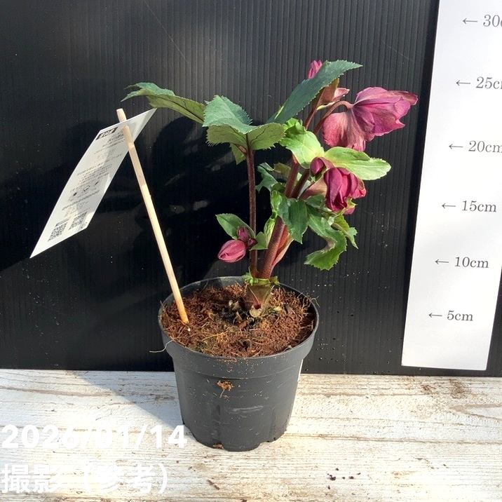 クリスマスローズ 氷の薔薇 4.5号 レッド｜山野04-PA | 草花