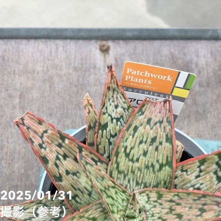 アロエ hyb 4号｜観葉10-TU | □キーワードから探す,珍しい,珍しい観葉