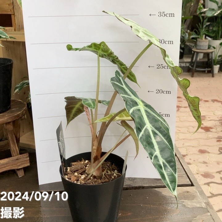 アロカシア アマゾニカ ポリーミント バリエガータ 斑入り Alocasia x