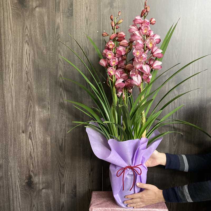 シンビジューム ピンク系 6号 3本立｜洋蘭04-PA | ギフト,胡蝶蘭・洋