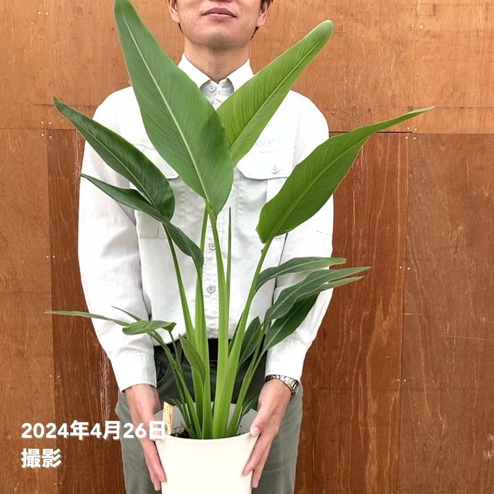 旅人の木（タビビトノキ）7号｜観葉10-TU | 観葉・多肉 | 赤塚植物園