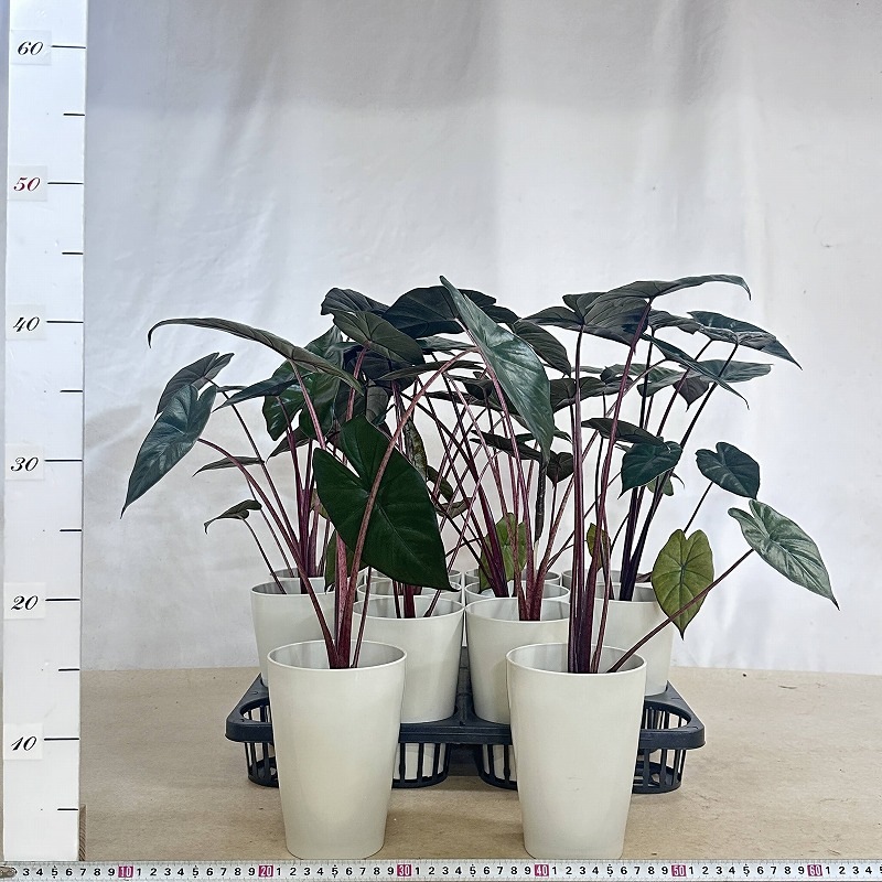 アロカシア ユカタンプリンセス 4号ロング白鉢(個体おまかせ1鉢