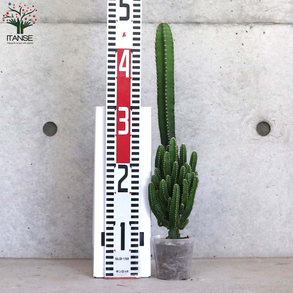 サボテン・セレウス・ペルヴィアナス【多肉植物 2.5号ポット