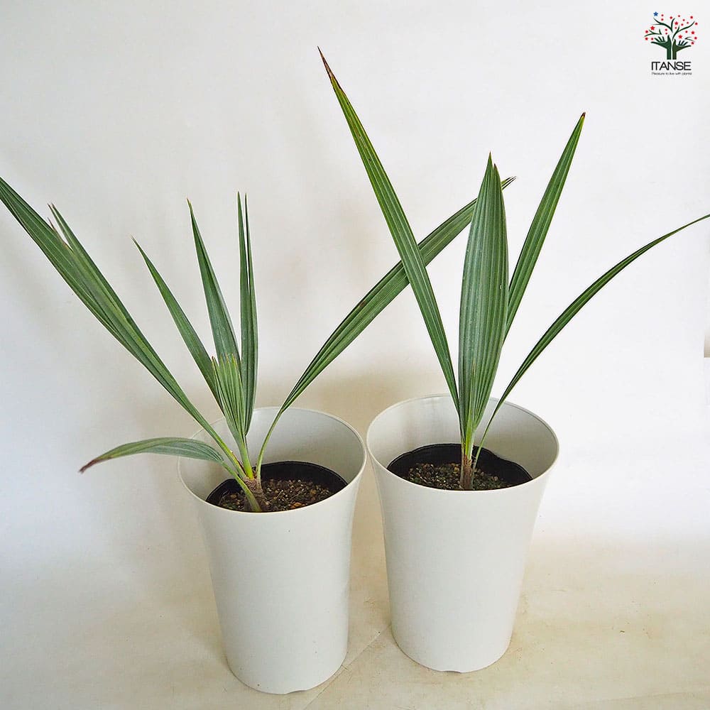 ブラヘア アルマータ 【観葉植物 7号／1個売り】｜ 【植物の