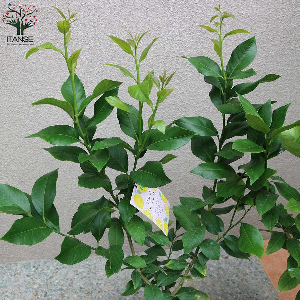 レモンの苗木 四季成り アレンユーレカレモン 今年から実がなる率が