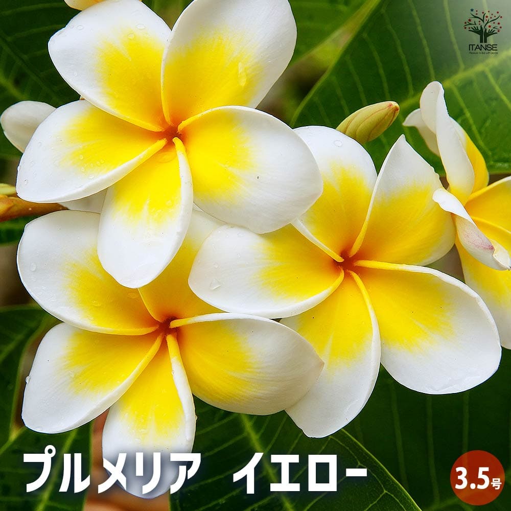 プルメリア苗木 イエロー 【花木苗 3.5号】｜ 【植物のITANSE