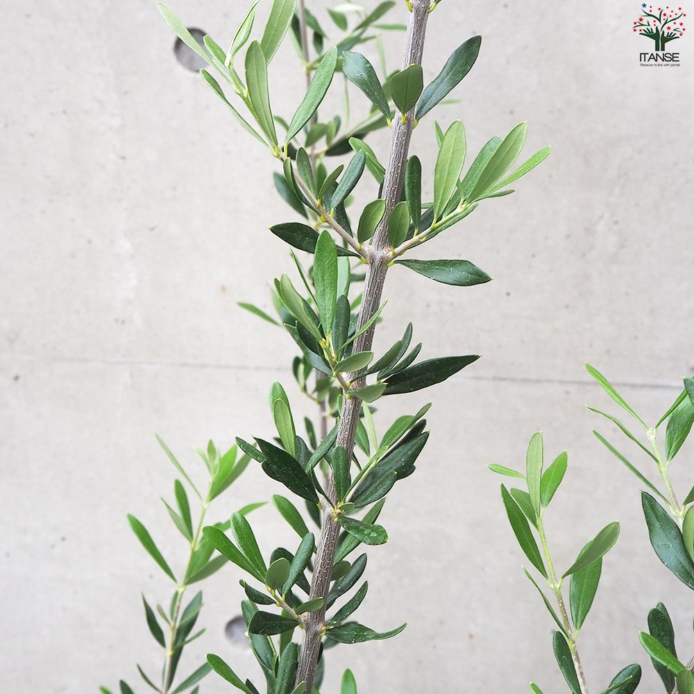 オリーブの苗木 品種：レッチーノ【果樹の苗木 大苗8号鉢／1個売り