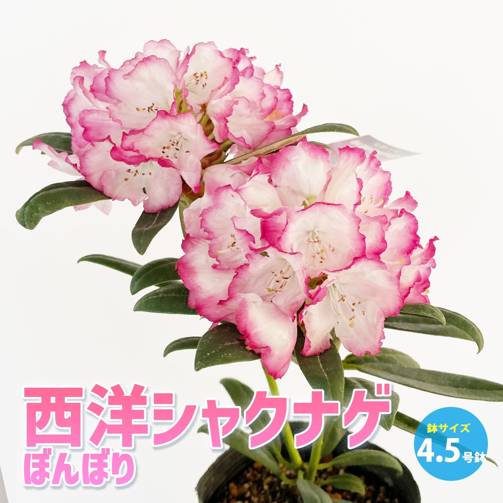 西洋シャクナゲ(石楠花) 品種：ぼんぼり【庭木 4.5号鉢／1個売り