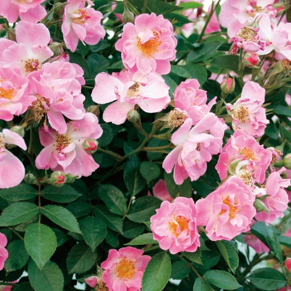 バラ苗 図鑑 サマー サンセット Summer Sunset 国産ノイバラ台木使用