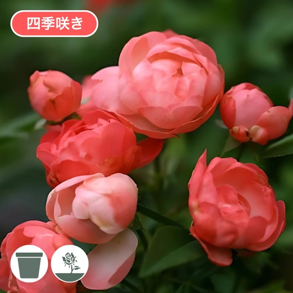 バラ苗 予約新苗 2026 オレンジ マザーズディ Orange Mothersday 国産