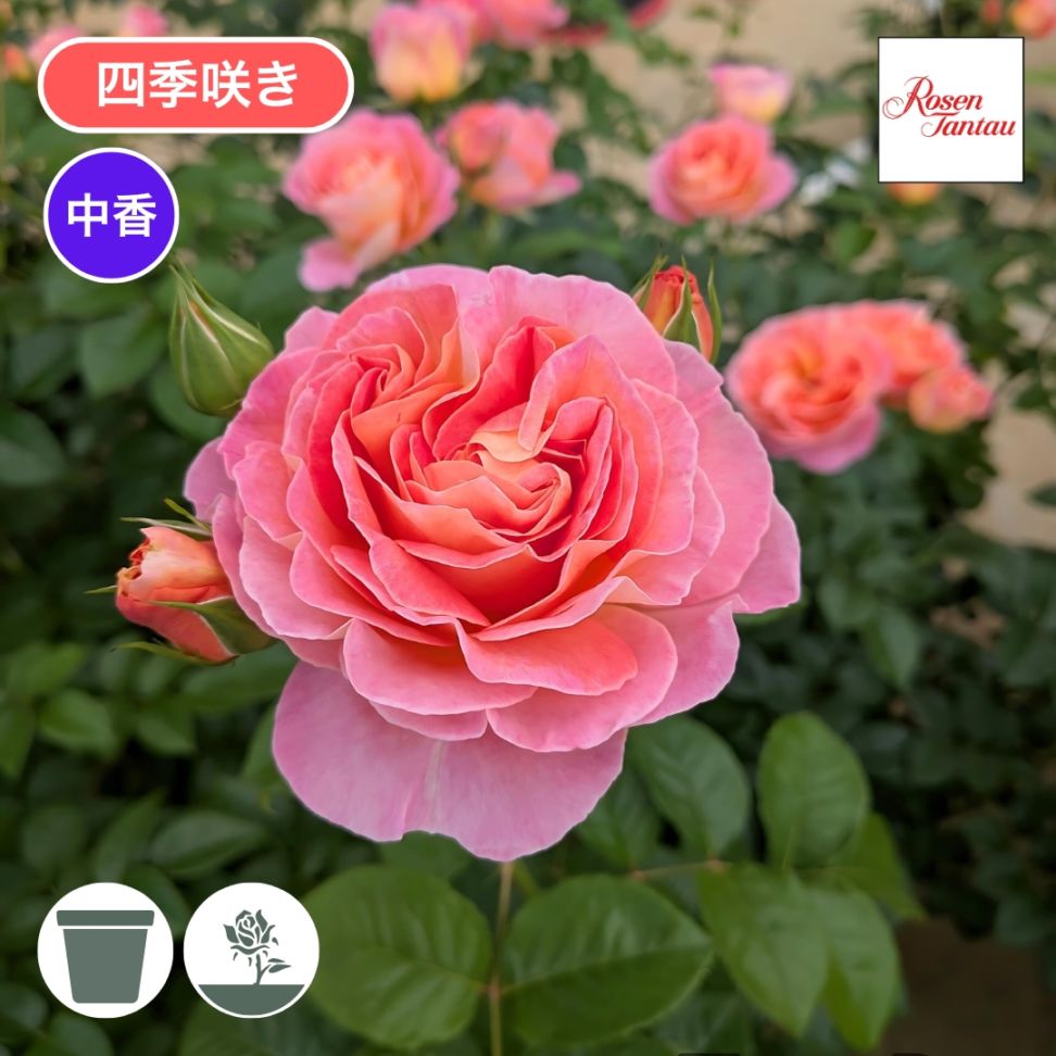 バラ苗 予約新苗 2026 ドルンブルガー シュロスローズ Dornburger