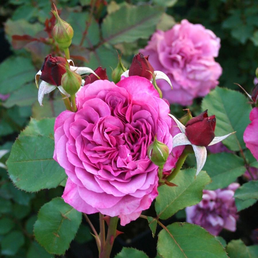 バラ苗 予約新苗 2026 クランベリー ソース Cranberry Sauce 国産