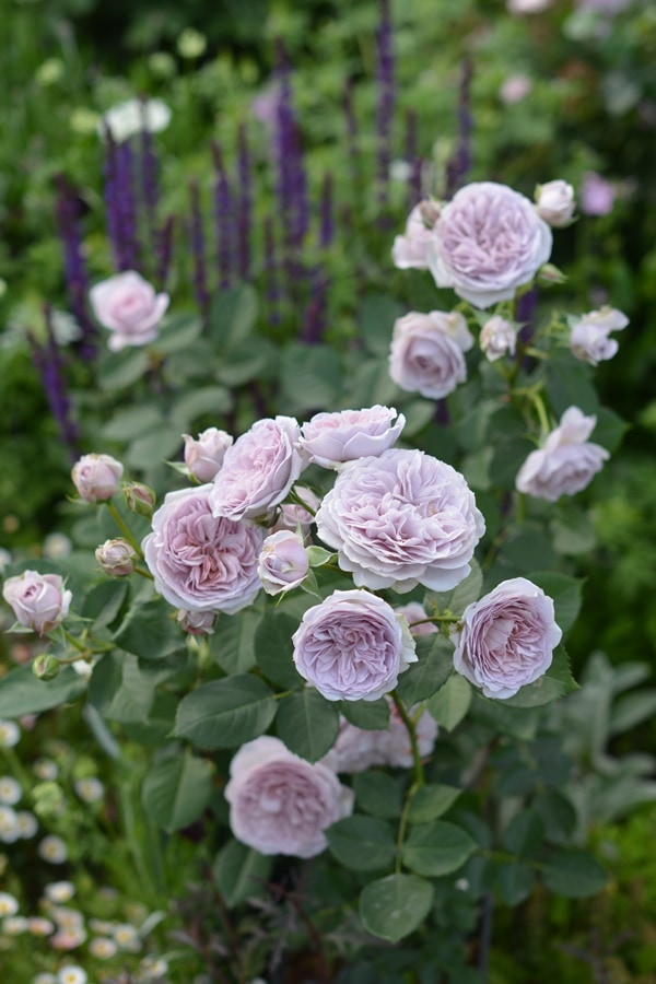 トロイメライ（大苗）7号鉢植え バラ苗 《農林水産省 登録品種