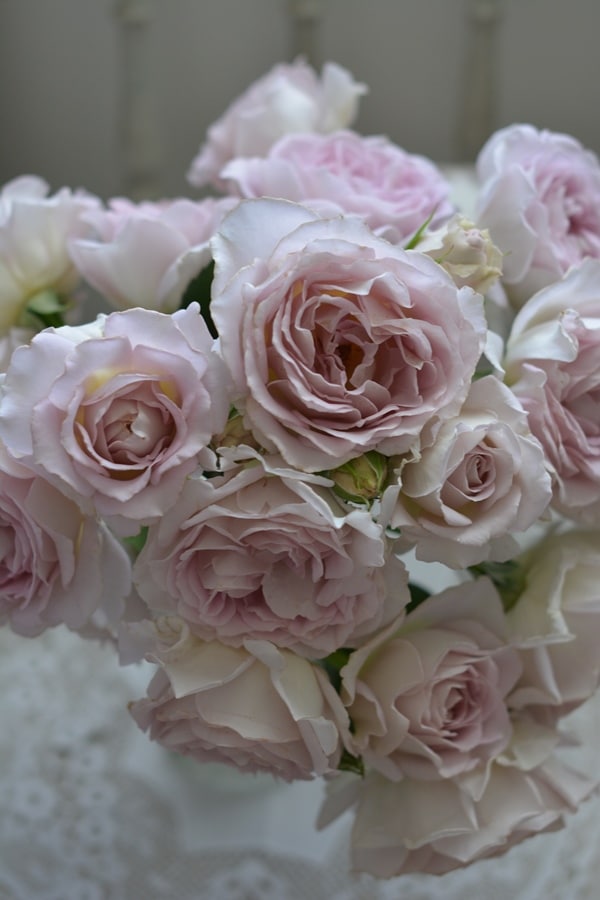 バラ苗 Roses,樹形や花色・花の大きさから選ぶ,シュラブ樹形（半つる性